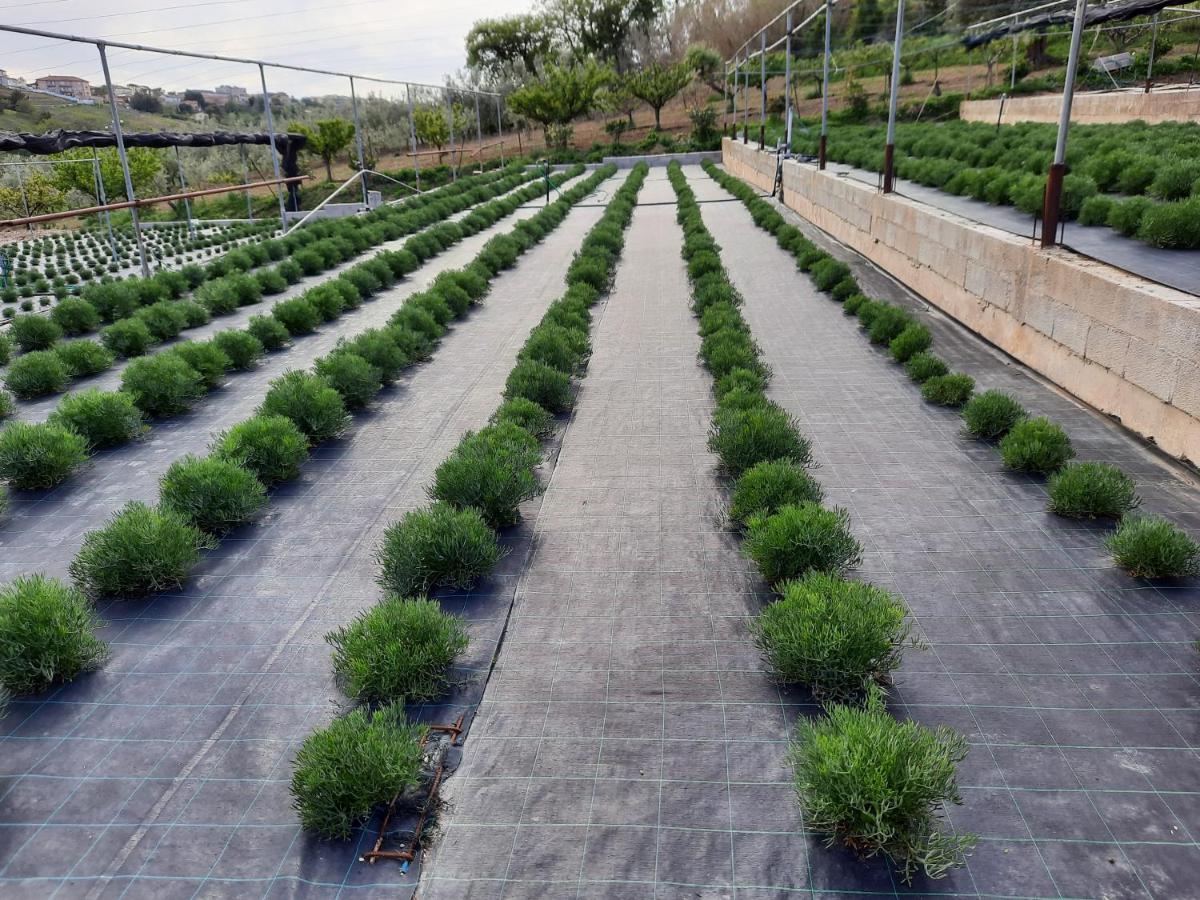 Fiori Del Conero Βίλα Ανκόνα Εξωτερικό φωτογραφία