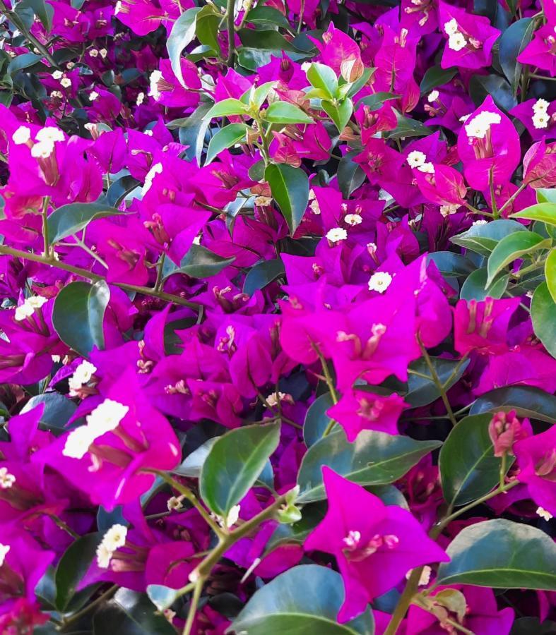 Fiori Del Conero Βίλα Ανκόνα Εξωτερικό φωτογραφία